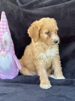 Dina, a female Goldendoodle for sale in Lakeland, FL – Photo 5 of 10