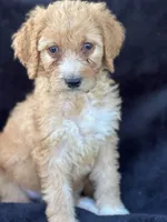 Dina, a female Goldendoodle for sale in Lakeland, FL – Photo 3 of 10