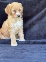 Dina, a female Goldendoodle for sale in Lakeland, FL – Photo 2 of 10