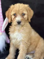 Dina, a female Goldendoodle for sale in Lakeland, FL – Photo 1 of 10