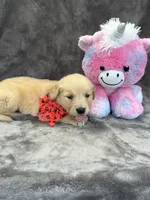 Brielle 574, a female Golden Retriever for sale in Lakeland, FL – 6 of 10