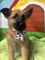 Kashi 380, a female Belgian Malinois and German Shepherd Dog for sale in Lakeland, FL – 7 of 10