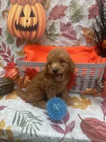 Nigel 373, a male Poodle - Miniature  and Miniature Goldendoodle for sale in Lakeland, FL – 8 of 10