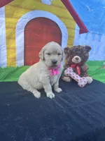 Sarah, a female Golden Retriever for sale in Lakeland, FL – Photo 4 of 10