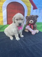 Sarah, a female Golden Retriever for sale in Lakeland, FL – Photo 5 of 10