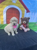 Sarah, a female Golden Retriever for sale in Lakeland, FL – Photo 8 of 10