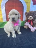 Sarah, a female Golden Retriever for sale in Lakeland, FL – Photo 9 of 10