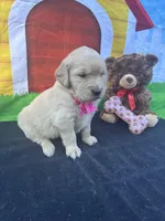 Sarah, a female Golden Retriever for sale in Lakeland, FL – Photo 10 of 10