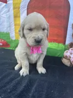 Sarah, a female Golden Retriever for sale in Lakeland, FL – Photo 6 of 10