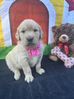 Sarah, a female Golden Retriever for sale in Lakeland, FL – Photo 7 of 10