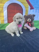 Sarah, a female Golden Retriever for sale in Lakeland, FL – Photo 3 of 10