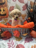 Bridgette 579, a female Golden Retriever for sale in Lakeland, FL – 9 of 10