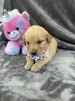 Belle 578, a female Golden Retriever for sale in Lakeland, FL – 10 of 10