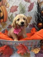 Brooklyn 572, a female Golden Retriever for sale in Lakeland, FL – 8 of 10