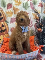 Dakota 392 f1b, a female Goldendoodle and Poodle - Miniature  for sale in Lakeland, FL – 8 of 10