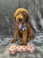 Dakota 394 F1b, a female Goldendoodle and Poodle - Miniature  for sale in Lakeland, FL – 5 of 10
