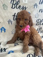 Ruth-125, a female Labradoodle and Poodle - Standard  for sale in Lakeland, FL – 3 of 10