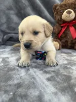 Brody 571, a male Golden Retriever for sale in Lakeland, FL – 4 of 10