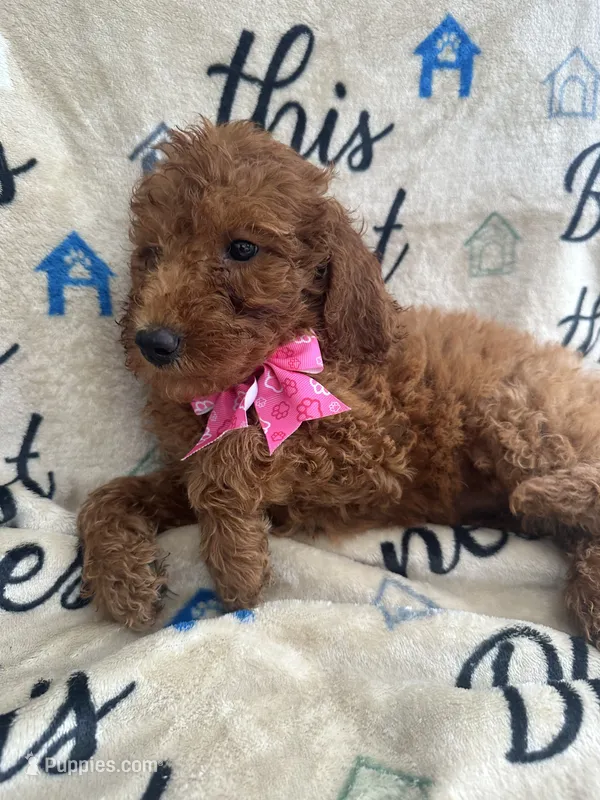 Ruth-125 – Labradoodle, Poodle - Standard  puppy for sale in Lakeland, FL