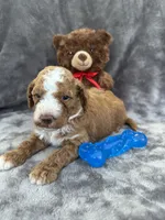 Bear 127, a male Aussiedoodle and Poodle - Miniature  for sale in Lakeland, FL – 8 of 10