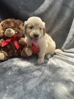 Simba - 429, a male Golden Retriever for sale in Lakeland, FL – 4 of 10