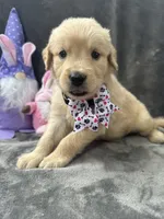 Sara  -193, a female Golden Retriever for sale in Lakeland, FL – 4 of 10