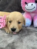 Brooklyn 572, a female Golden Retriever for sale in Lakeland, FL – 3 of 10
