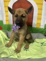 Keaira 381, a female Belgian Malinois and German Shepherd Dog for sale in Lakeland, FL – 6 of 10