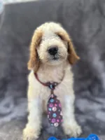 Duke 391 F1b, a male Goldendoodle and Poodle - Miniature  for sale in Lakeland, FL – 2 of 10