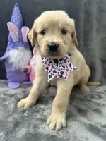 Sara  -193, a female Golden Retriever for sale in Lakeland, FL – 9 of 10