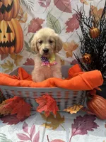 Bridgette 579, a female Golden Retriever for sale in Lakeland, FL – 5 of 10