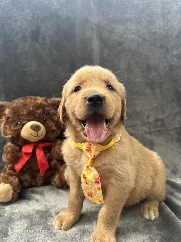 Bingo -192 – Golden Retriever puppy for sale in Lakeland, FL