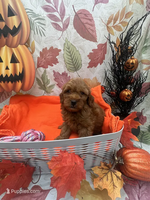 Nikki 376 – Poodle - Miniature , Miniature Goldendoodle puppy for sale in Lakeland, FL