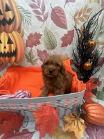 Nikki 376, a female Poodle - Miniature  and Miniature Goldendoodle for sale in Lakeland, FL – 1 of 10
