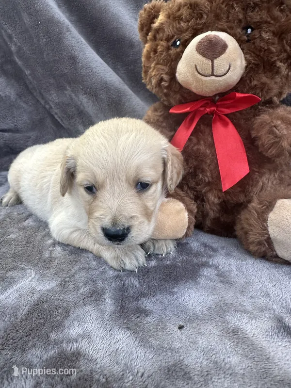 Bear 576 – Golden Retriever puppy for sale in Lakeland, FL