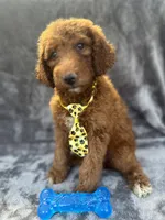 Dexter 396 F1b, a male Goldendoodle and Poodle - Miniature  for sale in Lakeland, FL – 6 of 10