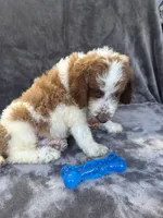 Dash 385 F1b, a male Goldendoodle and Poodle - Miniature  for sale in Lakeland, FL – 10 of 10