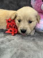 Brielle 574, a female Golden Retriever for sale in Lakeland, FL – 10 of 10