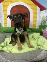 Kinsea 384, a female Belgian Malinois and German Shepherd Dog for sale in Lakeland, FL – 1 of 10