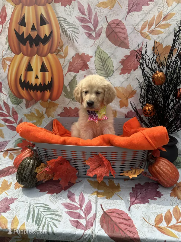 Bridgette 579 – Golden Retriever puppy for sale in Lakeland, FL