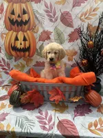 Bridgette 579, a female Golden Retriever for sale in Lakeland, FL – 1 of 10