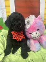 Matilda 382, a female Bernedoodle and Miniature Bernedoodle for sale in Lakeland, FL – 7 of 10