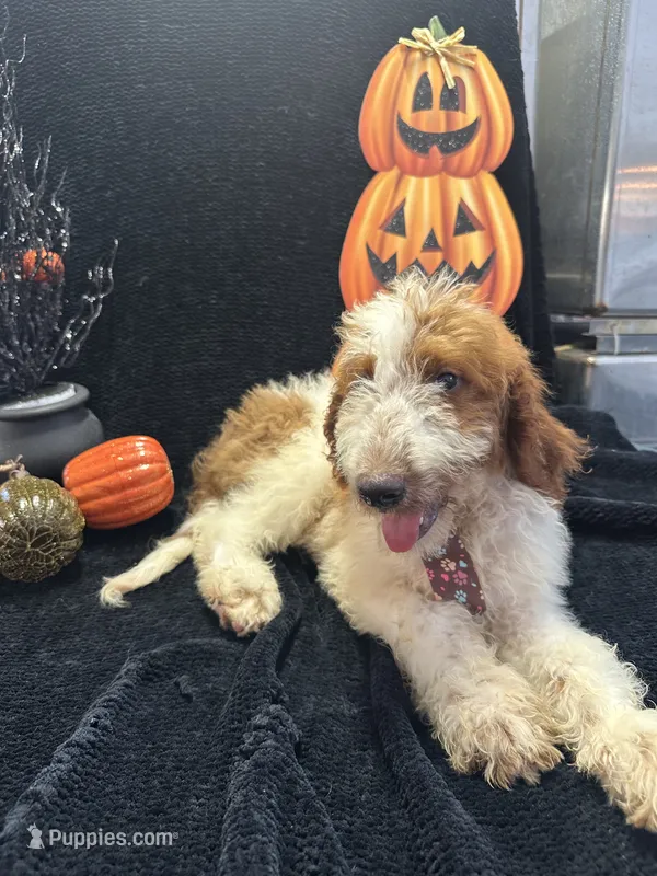Dash 372 F1b – Goldendoodle, Poodle - Miniature  puppy for sale in Lakeland, FL