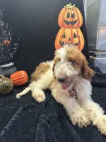 Dash 372 F1b, a male Goldendoodle and Poodle - Miniature  for sale in Lakeland, FL – 2 of 10