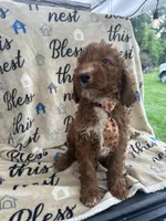 Reece -121, a male Labradoodle and Poodle - Standard  for sale in Lakeland, FL – 9 of 10