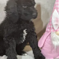 Whinny , a female Labradoodle and Poodle - Standard  for sale in Lakeland, FL – Photo 8 of 10