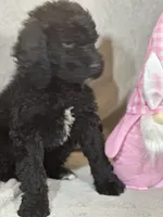 Whinny , a female Labradoodle for sale in Lakeland, FL – Photo 8 of 10