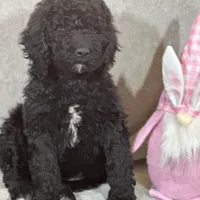 Whinny , a female Labradoodle and Poodle - Standard  for sale in Lakeland, FL – Photo 7 of 10