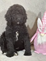 Whinny , a female Labradoodle for sale in Lakeland, FL – Photo 7 of 10