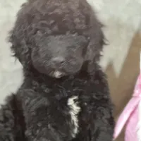 Whinny , a female Labradoodle and Poodle - Standard  for sale in Lakeland, FL – Photo 2 of 10